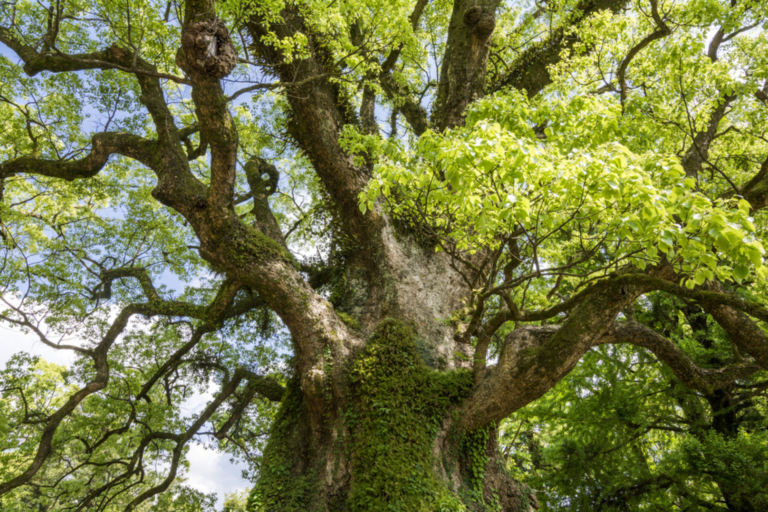 Bois de Hô