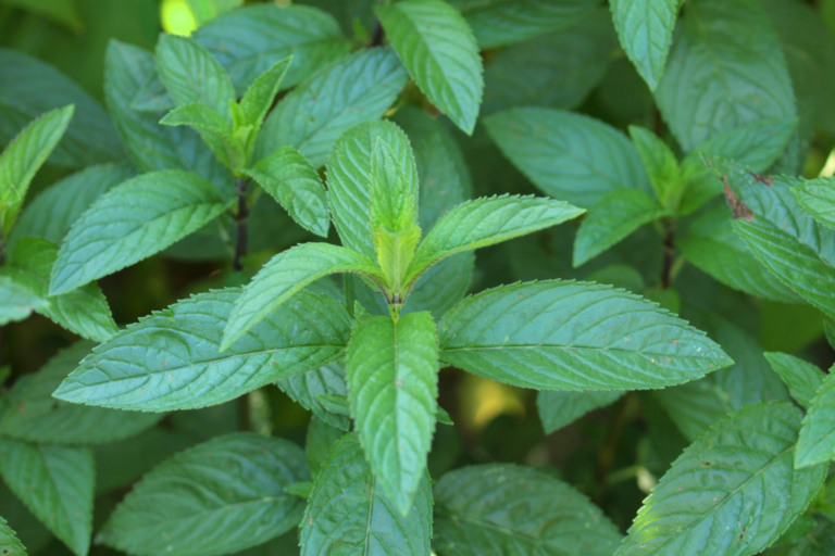 Menthe Poivrée