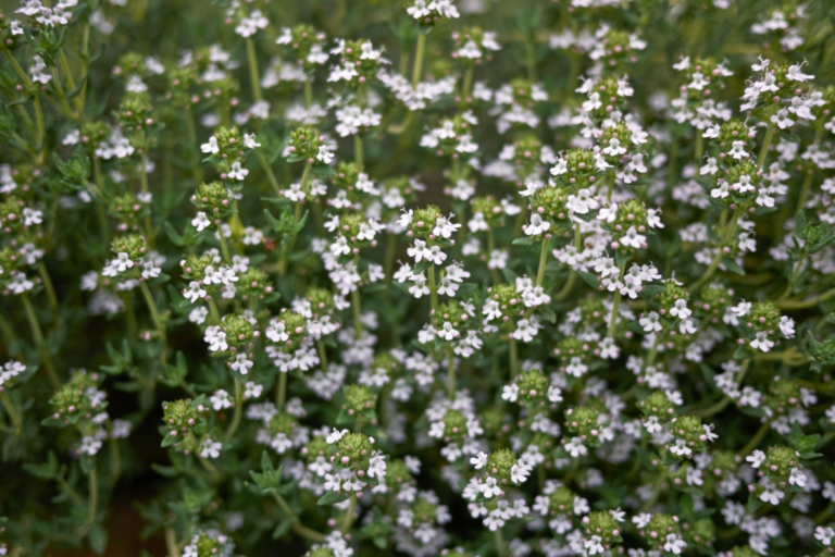 Thym Vulgaire à Thujanol