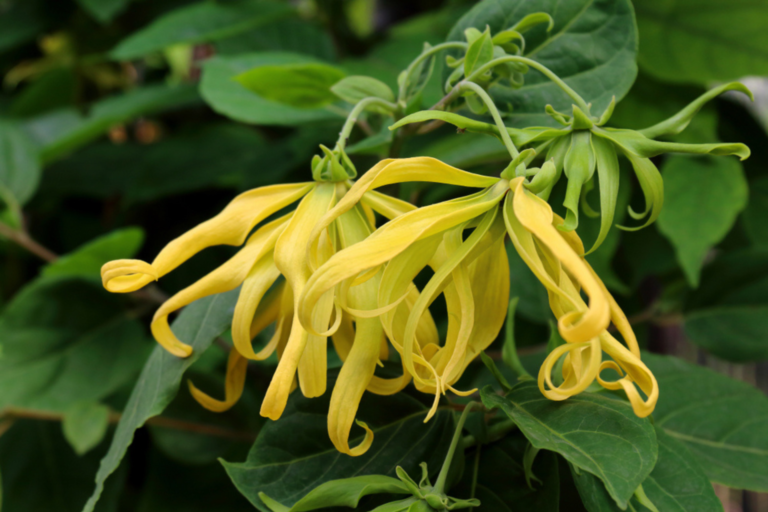 Ylang Ylang